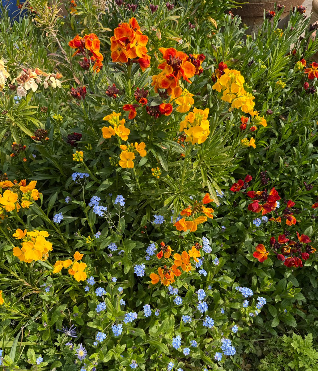 DollysGarden's tweet photo. Another glorious day of sunshine and flowers.☀️🌿💛🌿🧡🌿❤️🌿☀️

#Gardening #Flowers #ATasteOfSpring
#DollysCottageGarden https://t.co/CFu1ZGIKKi