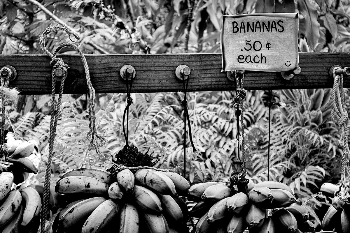 gx110's tweet image. Roadside honesty and tropical charm. 50 cents a banana. Little stand on the road to Hana. Simpler times, sweeter fruit. #BlackAndWhitePhotography #MauiVibes #RoadToHana #TravelPhotography #BananaStand #FilmLook #NatureAndNostalgia #CanonPhotography #bw