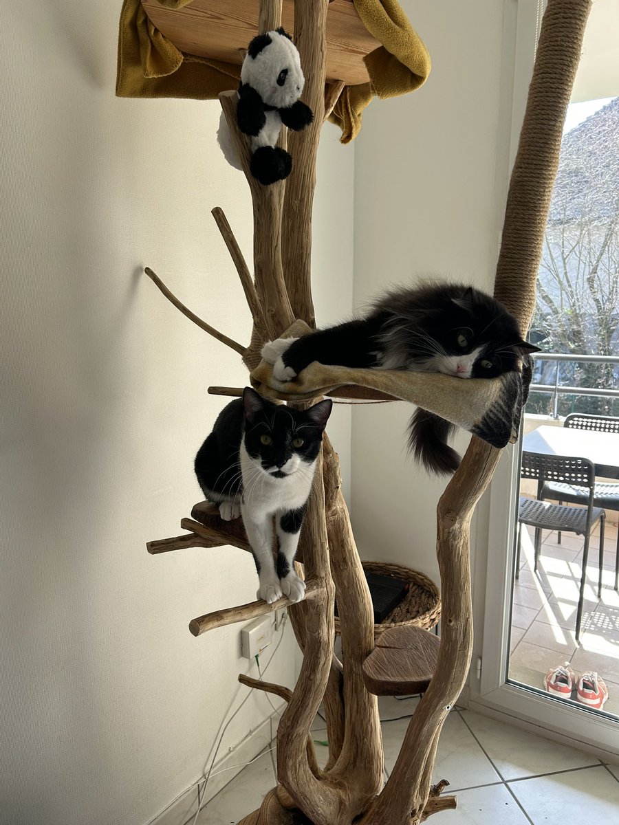 lea_unt's tweet photo. @Kinky_Winky31 Luna &amp; Pablo 🐱 https://t.co/RhfICvlSiq