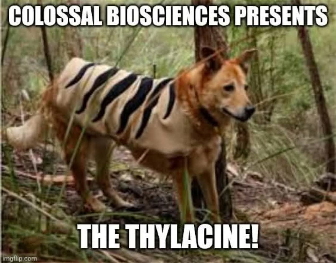 If there is one positive that I can see from all this dire wolf clones nonsense... 

It's da memes 👌👀❤️
