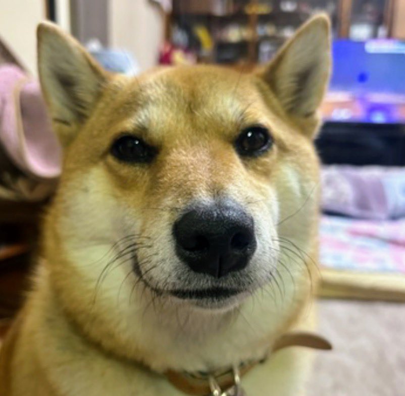 gY2TiUbn6e8e6KL's tweet photo. 🐶🆘【#宮城県迷子犬】🎈
🔷2025.4.7⏰18:30頃
🔴仙台市若林区沖野７丁目
▶︎沖野市民センター付近で散歩中逸走
〝ゆうちゃん♀〟を探しています🐾
🍀発見した際は、警察への保護を依頼、DM、リプライ、または掲示板のコメント欄を通じてご連絡ください🙇‍♂️
#迷子犬 #仙台市迷子犬
#柴犬迷子 https://t.co/WpDKCzVlcu