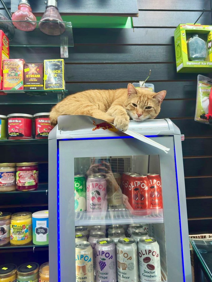 Bodega Cats tweet media