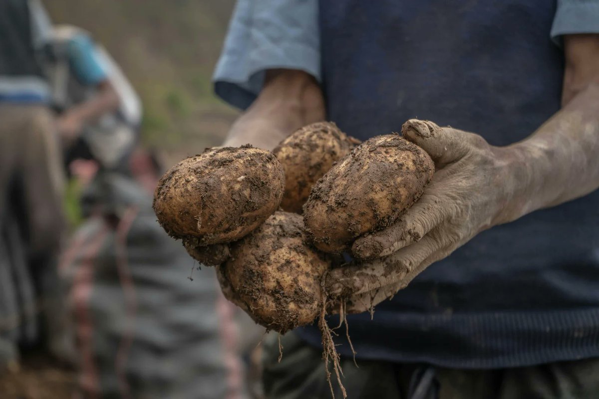 PoliRuralPlus's tweet photo. 🥕 In Apulia, Italy, the #DEMOIT project is helping reconnect local producers &amp; consumers through smart Short Food Supply Chain models.
A #PoliRuralPlus winner, it's all about local food, sustainability &amp; community.📖 Read more https://t.co/13YUIpSjie  &amp;  https://t.co/ZxXK9o4E44 https://t.co/LPZEvefxrt