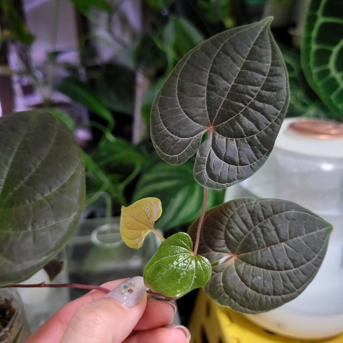 yuuunnn1013's tweet image. Dioscorea dodecaneura𖥧 𖧧
株分けした子はどう仕立てようか…🤔

 #Dioscorea
 #ディオスコレア