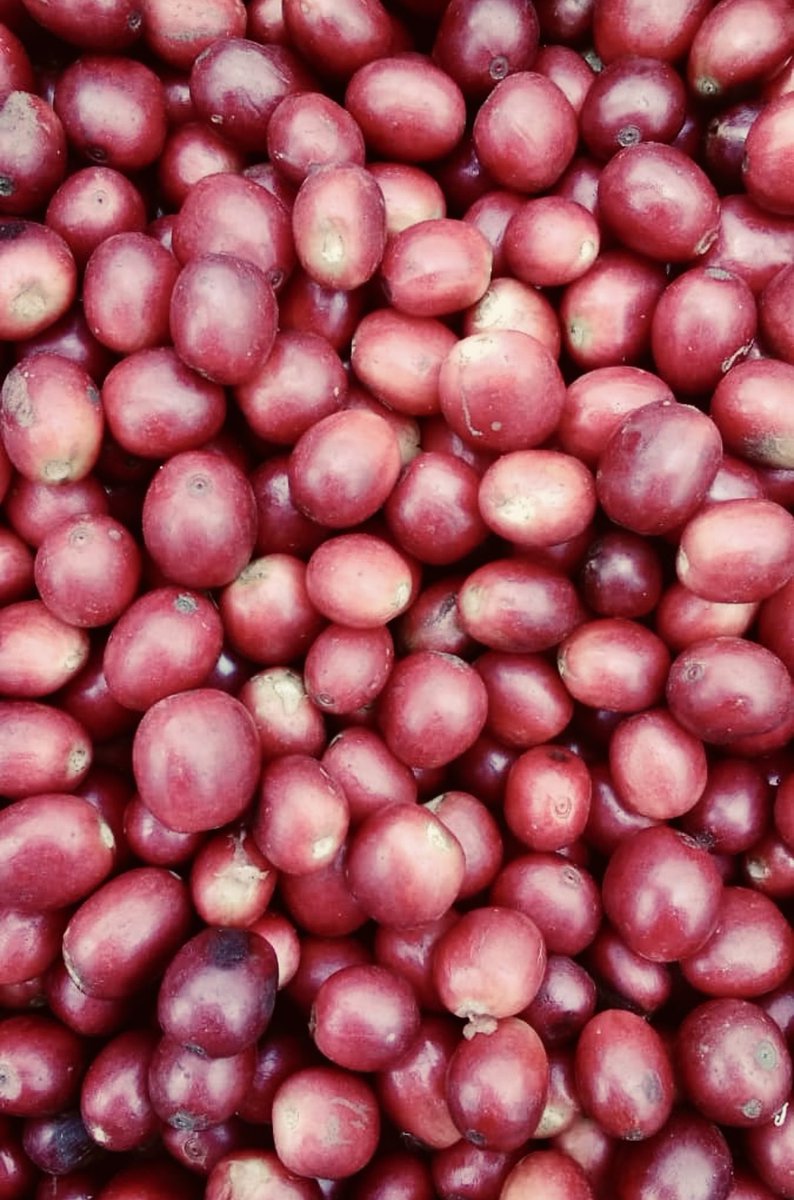 Just a few simple things and you have a coffee scoring 90 points! You don’t have to even add a thing! Just stop destroying value by harvesting red ripe cherries and the world will be a nice place to live in. These coffees were harvested at our farm in Kisoro just yesterday.