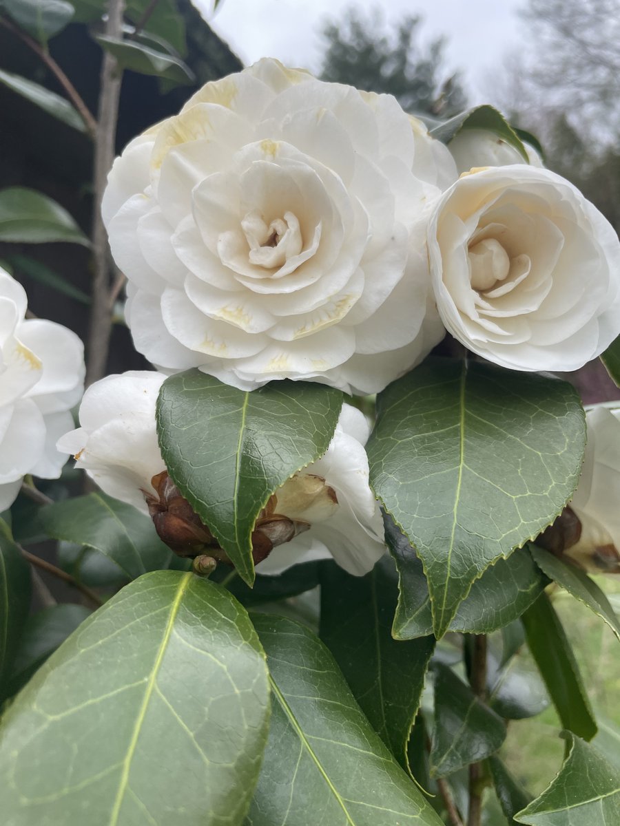 ShugasCookin's tweet photo. @ShugasCookin
Check out my latest blog post!
April Showers — Shuga's Cookin'
#AprilFlowers #gardenflowers #garnish https://t.co/Swc7P4yuRB