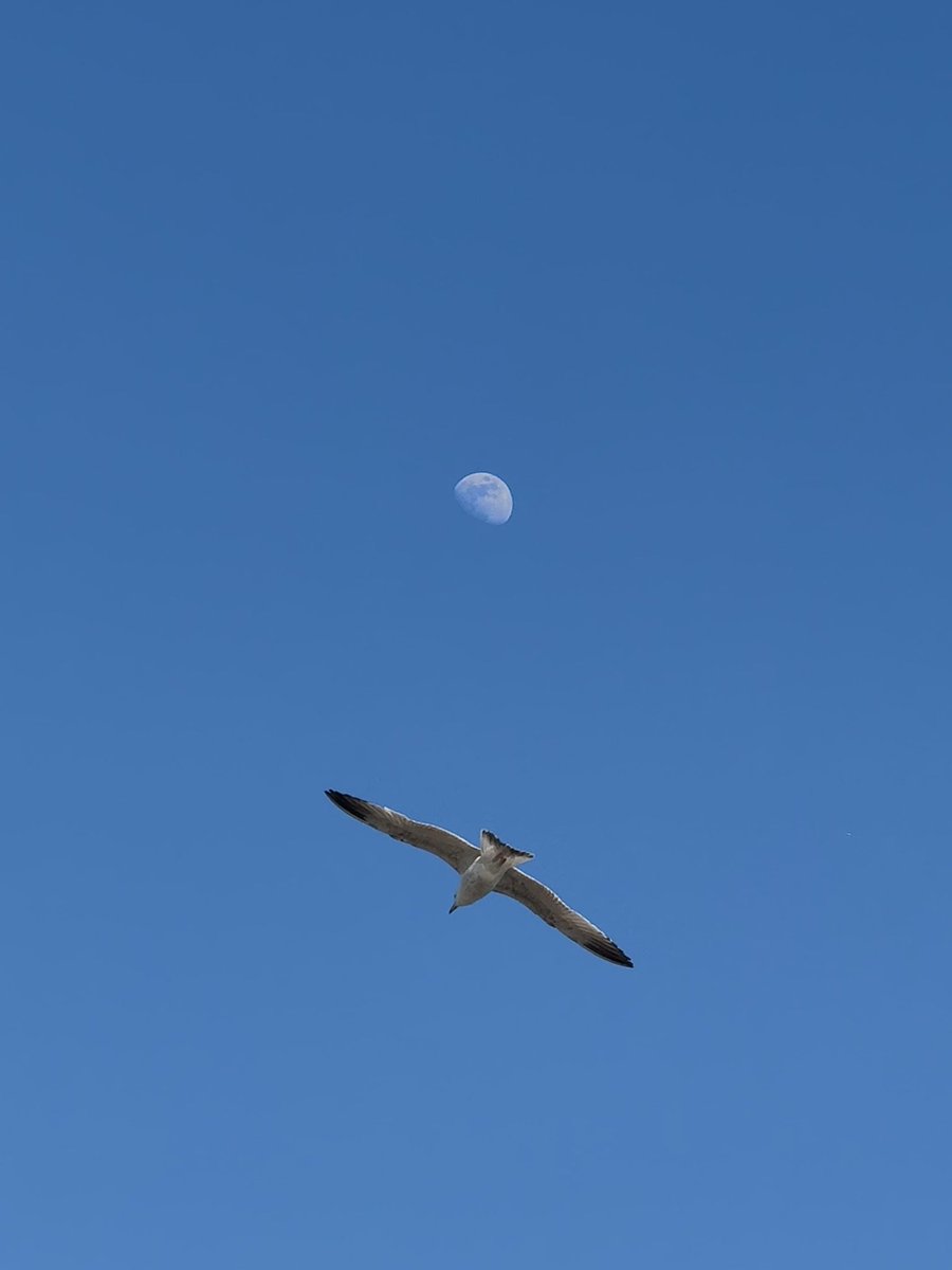 yvsmin_'s tweet photo. yesterdays moon i didn’t post https://t.co/JzBxIbMhnx
