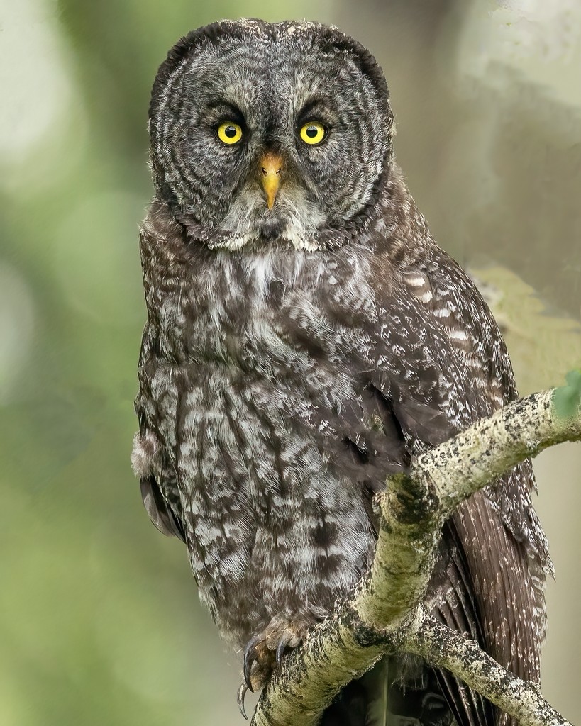 jardenephoto's tweet photo. ✨ As the sun dips below the horizon, a serene gray owl perches gracefully, bathed in the enchanting glow of evening light. This magical moment reminds us of nature's incredible beauty and the secrets it holds.🌅📸 https://t.co/C1YfbO3CeC