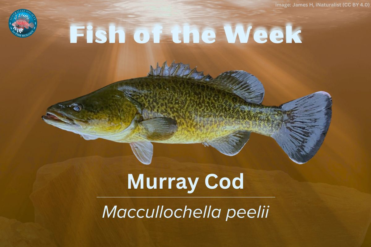 AustSocFishBiol's tweet photo. Our #FishOfTheWeek this week is… the Murray Cod (Maccullochella peelii) 🐟

👇More #fishfacts and the latest ASFB #research below.

#Australia #fish #biology https://t.co/y84duTEUzY
