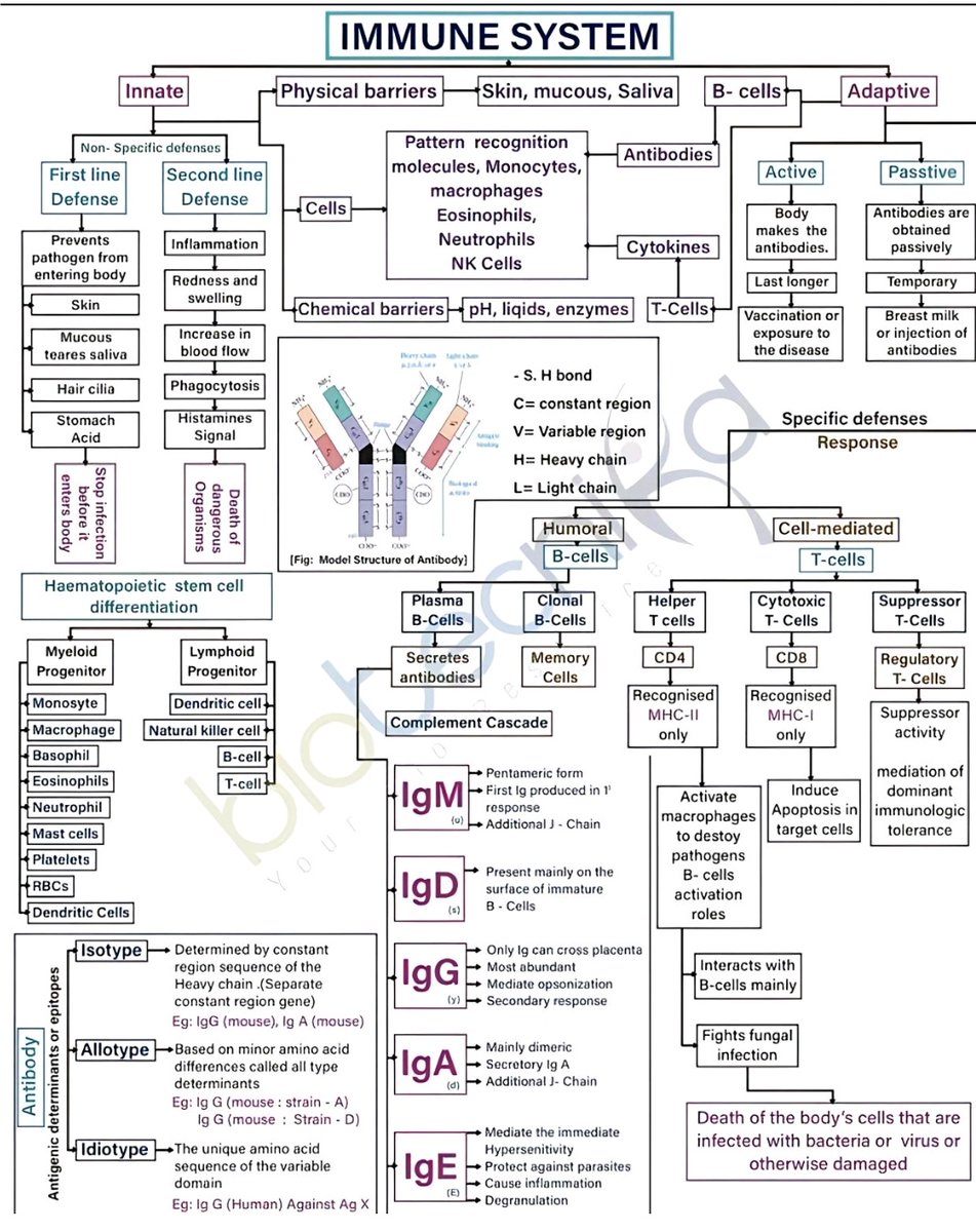 IanCopeland5's tweet photo. Antivaxers say "boost your immune system" and it will protect you from all ailments and render vaccines useless. 

Which part of the immune system?

The immune system is not some static magical bar graph.

But these people over simply everything... https://t.co/fMPwPivA0L