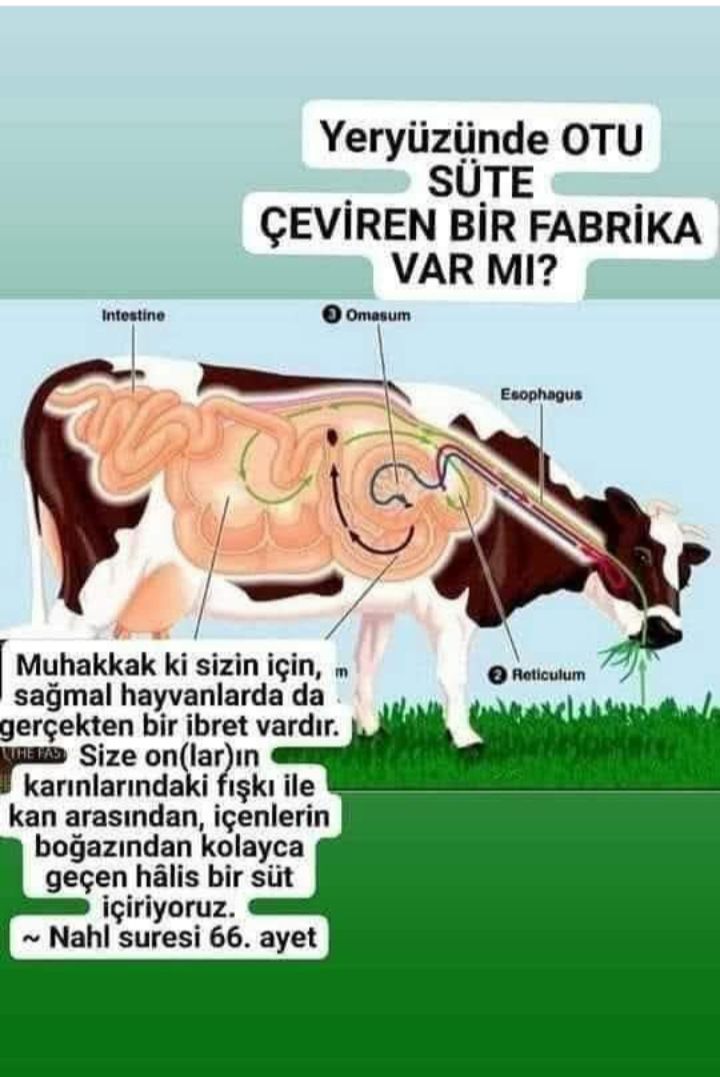 Yeryüzünde henüz otu süte çeviren fabrikayı yapamadı modern teknoloji... :)