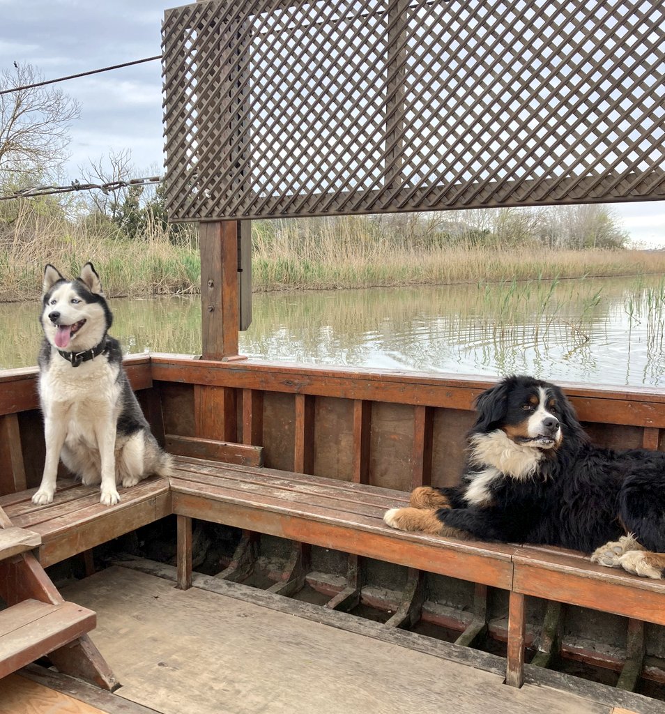 Cihan FULSER (@cihanfulser) on Twitter photo Günaydın.
Good Morning Everyone!
Here is my friend Luna (Husky)
And also her Friend Haydut (Bandit)
Let's like and follow my world.
<a href="/CihanFULSER/">Cihan FULSER</a>
Have a nice day. Günaydın.
Good Morning Everyone!
Here is my friend Luna (Husky)
And also her Friend Haydut (Bandit)
Let's like and follow my world.
<a href="/CihanFULSER/">Cihan FULSER</a>
Have a nice day.