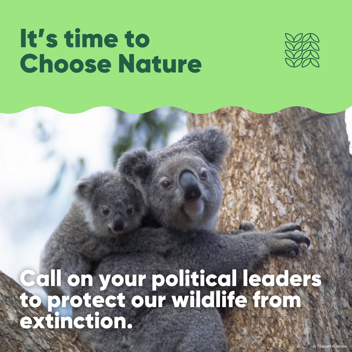 Australia is losing wildlife faster than it can recover. 
Our nature laws are failing and letting them slip away.

To protect what’s left, we need stronger laws now.

Nature can’t fight for itself — but we can.

It’s time to #ChooseNature.📝
discover.wwf.org.au/choose-nature

#AusPol