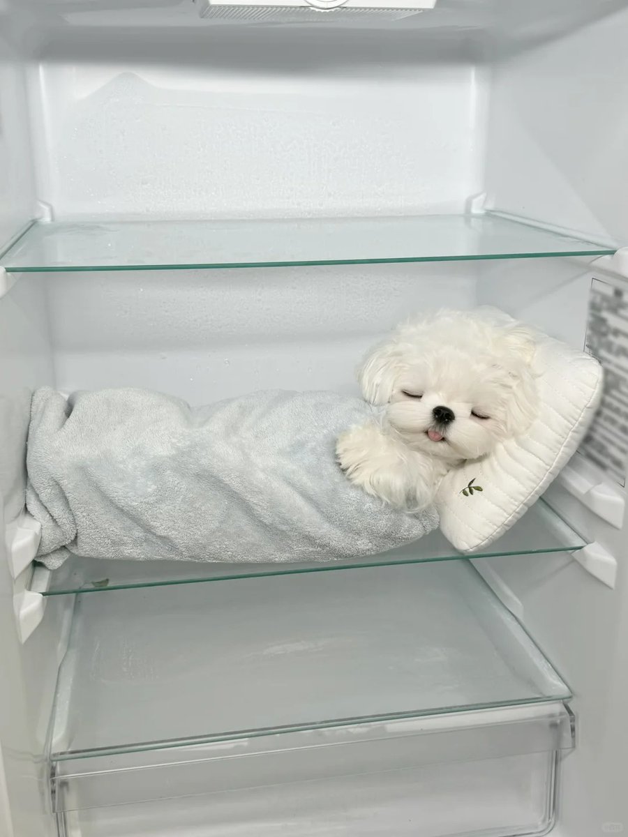 fengrui195261's tweet photo. It's getting cold... How should I persuade my dog not to stay in the refrigerator...
#cold #dog #refrigerator #persuade #winter #petcare #funny #animal #home #tips https://t.co/IIR7Ta8pCc