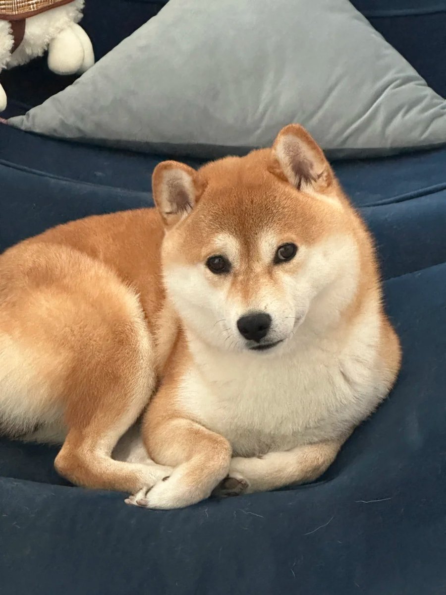小柴に話しかけるたびに、
いつもすごく真剣な目でこちらを見つめてくれるんです🐶💖
首をかしげて、私の言葉を一生懸命理解しようとしてくれて…
本当にワンちゃんって最高ですよね、感動しちゃいます🥹✨
#柴犬