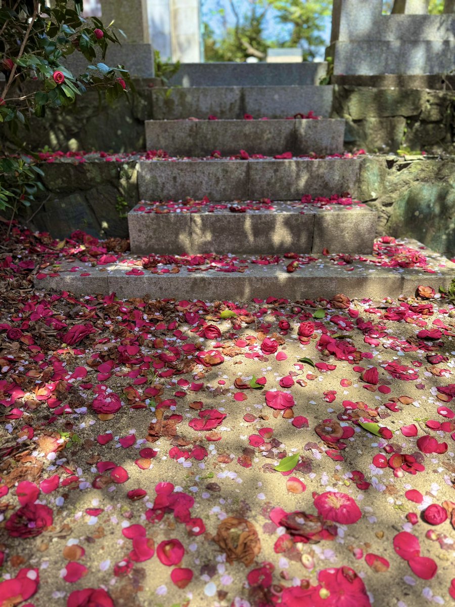 plus_a_inc's tweet photo. 明日から雨模様なので、桜満開の妙見山を夫婦で見に行ってきました😃
いい桜日和です‼️

#妙見山
#桜満開
#鳴門桜 https://t.co/JfCujvd5K1