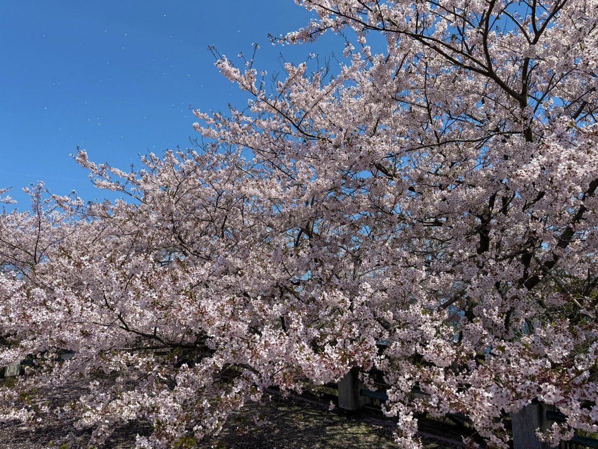 plus_a_inc's tweet photo. 明日から雨模様なので、桜満開の妙見山を夫婦で見に行ってきました😃
いい桜日和です‼️

#妙見山
#桜満開
#鳴門桜 https://t.co/JfCujvd5K1
