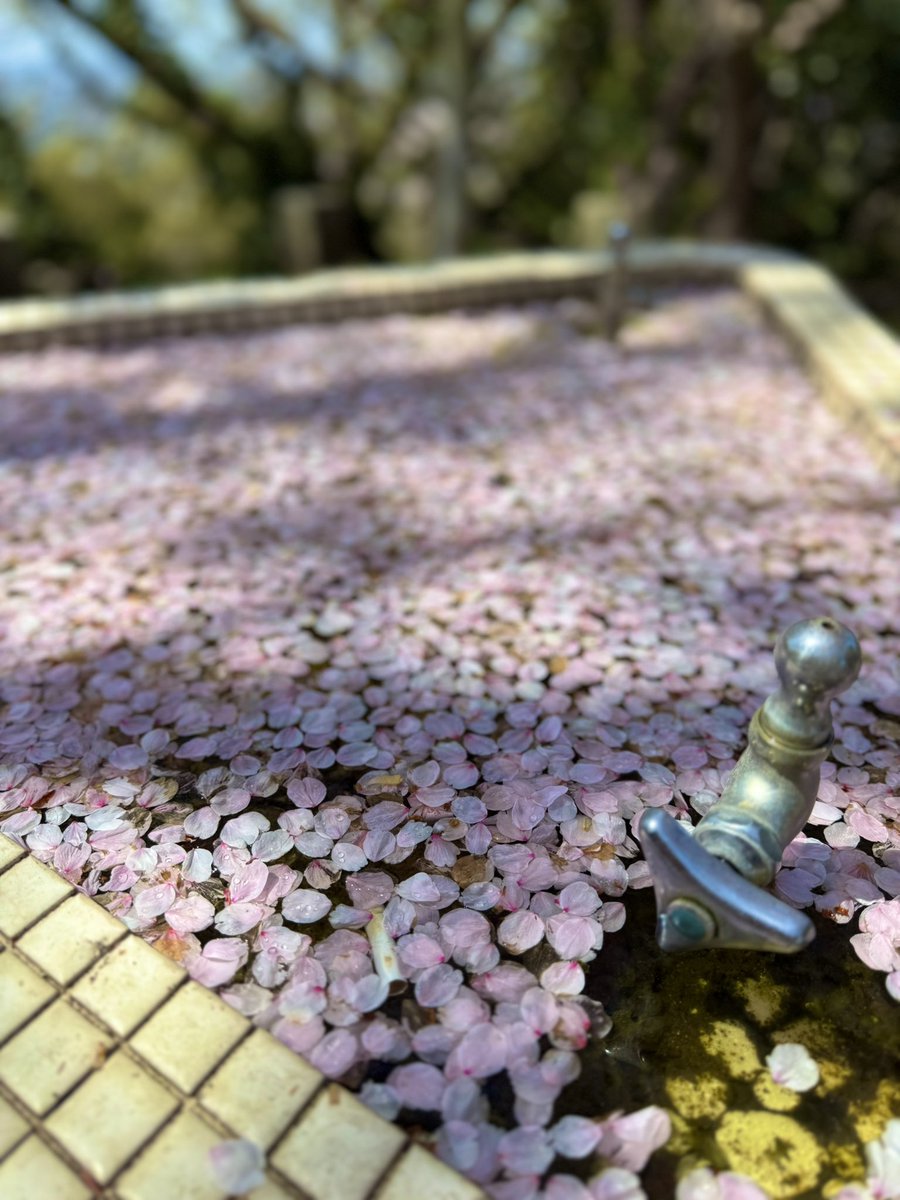 plus_a_inc's tweet photo. 明日から雨模様なので、桜満開の妙見山を夫婦で見に行ってきました😃
いい桜日和です‼️

#妙見山
#桜満開
#鳴門桜 https://t.co/JfCujvd5K1
