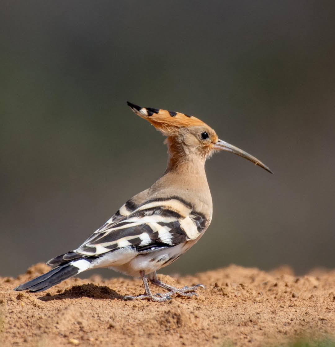 बचपन में गाँव में हम इस पक्षी #bird को खूब देखा करते थे.... आज इनकी प्रजाति विलुप्त हो चुकी है....और भी कई सारे ऐसे पक्षी हैं जो आज विलुप्त हो चुके हैं...हम इसे #खूड़िया_खाती कहते  थे...आप अपनी स्थानीय भाषा  इस  पक्षी को क्या  कहते  है...??

#BirdsLover #BirdWatcher #Rajasthan