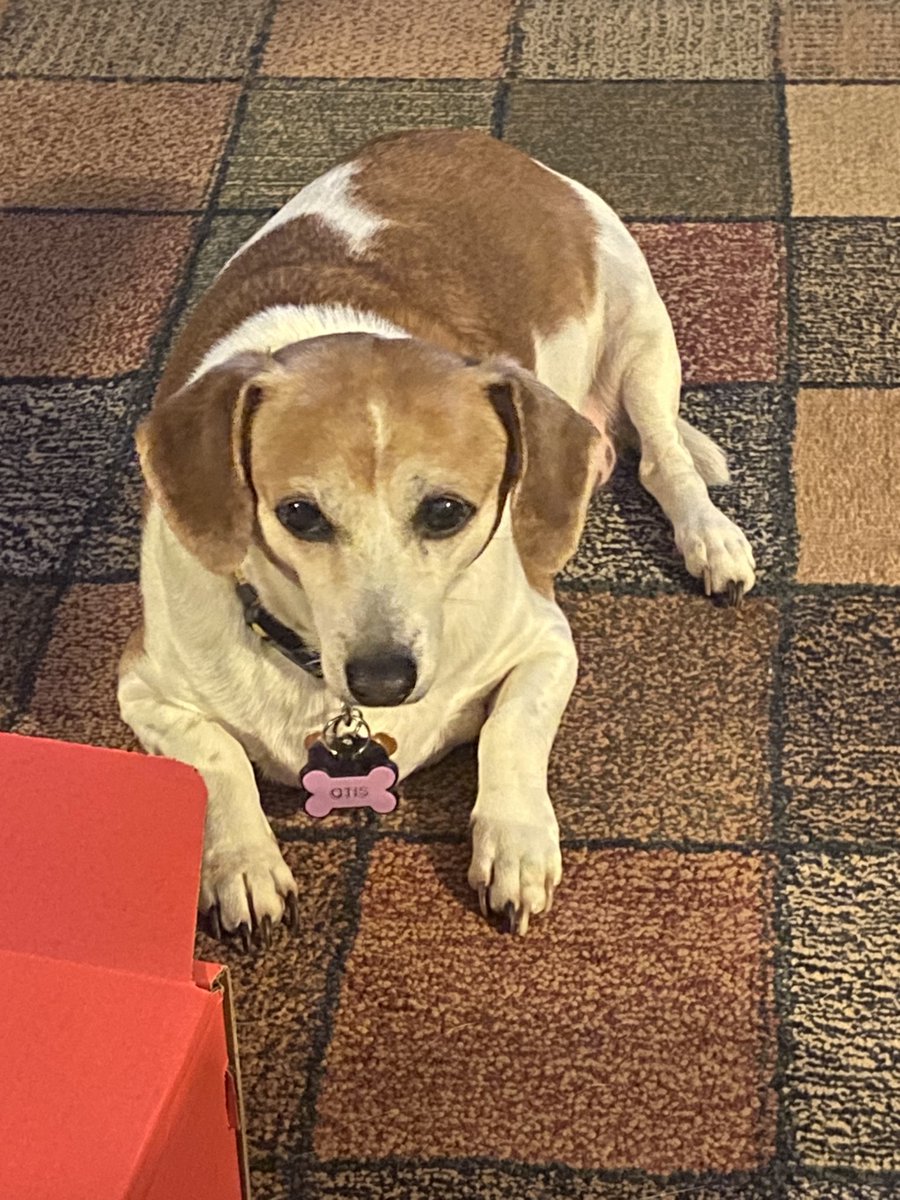 does my dog look Asian or am I tripping