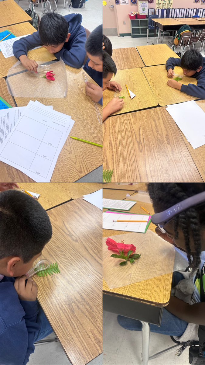 Collins077's tweet photo. It’s the scientific VOCABULARY for ME!!! Great job MUSTANGS🐎@WestRivieraES flower 🌺 dissertation lab COMPLETE✔️. #fairgamebenchmarks🎯 #sciencematters🥼 @Area4SuptPBCSD #SSAready👌🏽 https://t.co/Iy9Rli1Dcm