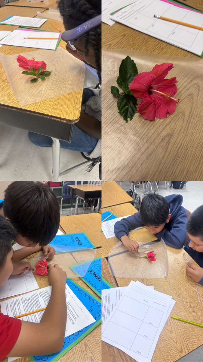 Collins077's tweet photo. It’s the scientific VOCABULARY for ME!!! Great job MUSTANGS🐎@WestRivieraES flower 🌺 dissertation lab COMPLETE✔️. #fairgamebenchmarks🎯 #sciencematters🥼 @Area4SuptPBCSD #SSAready👌🏽 https://t.co/Iy9Rli1Dcm