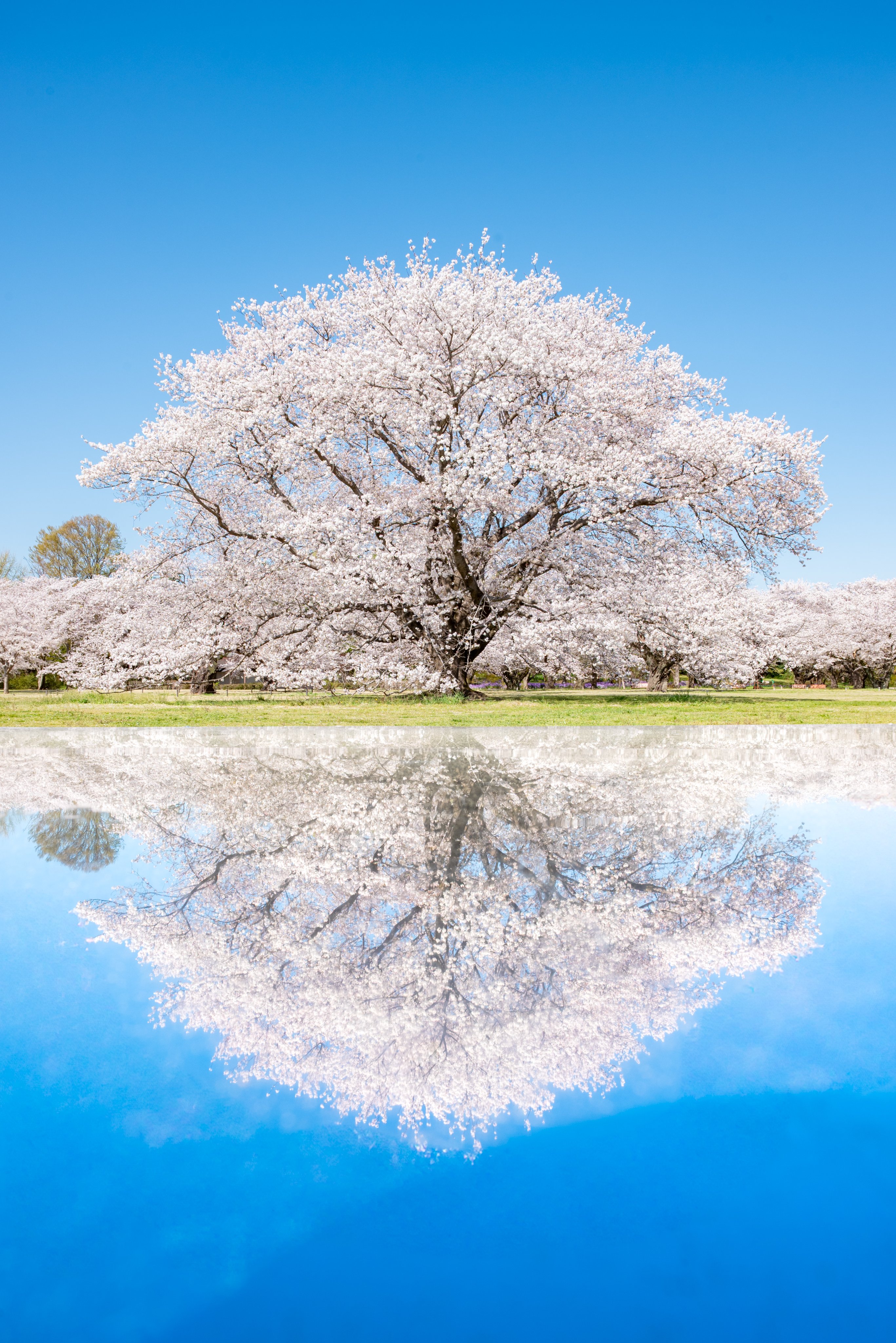 現代の念写とその実験的証明