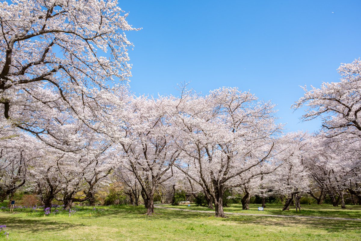 showakinenpark's tweet photo. 桜の園のソメイヨシノは、現在も満開の美しさを保っています◎
早くから咲き始めた木々は、風が吹くたびに桜吹雪となり、幻想的な光景を見せてくれています♪
今週末でもきれいにご覧いただけそうです！ https://t.co/ufWDenXVfW