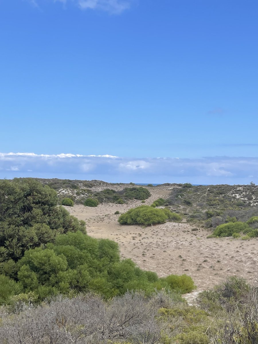 Mike Clayton (@mikeclaytongolf) on Twitter photo Holes that arenāt holes. The abandoned 4th tee @ Lancelin GC (2 hrs Nth of Perth) to the abandoned 3rd tee ā¦<a href="/AusGolfPassport/">Australian Golf Passport Podcast</a>ā© We need to do a pod with ā¦<a href="/LukasJMichel/">Lukas Michel</a>ā© on this place.Not top 50 course in Aust but maybe not 50 courses Iād play ahead of the remaining 9 Holes that arenāt holes. The abandoned 4th tee @ Lancelin GC (2 hrs Nth of Perth) to the abandoned 3rd tee ā¦<a href="/AusGolfPassport/">Australian Golf Passport Podcast</a>ā© We need to do a pod with ā¦<a href="/LukasJMichel/">Lukas Michel</a>ā© on this place.Not top 50 course in Aust but maybe not 50 courses Iād play ahead of the remaining 9