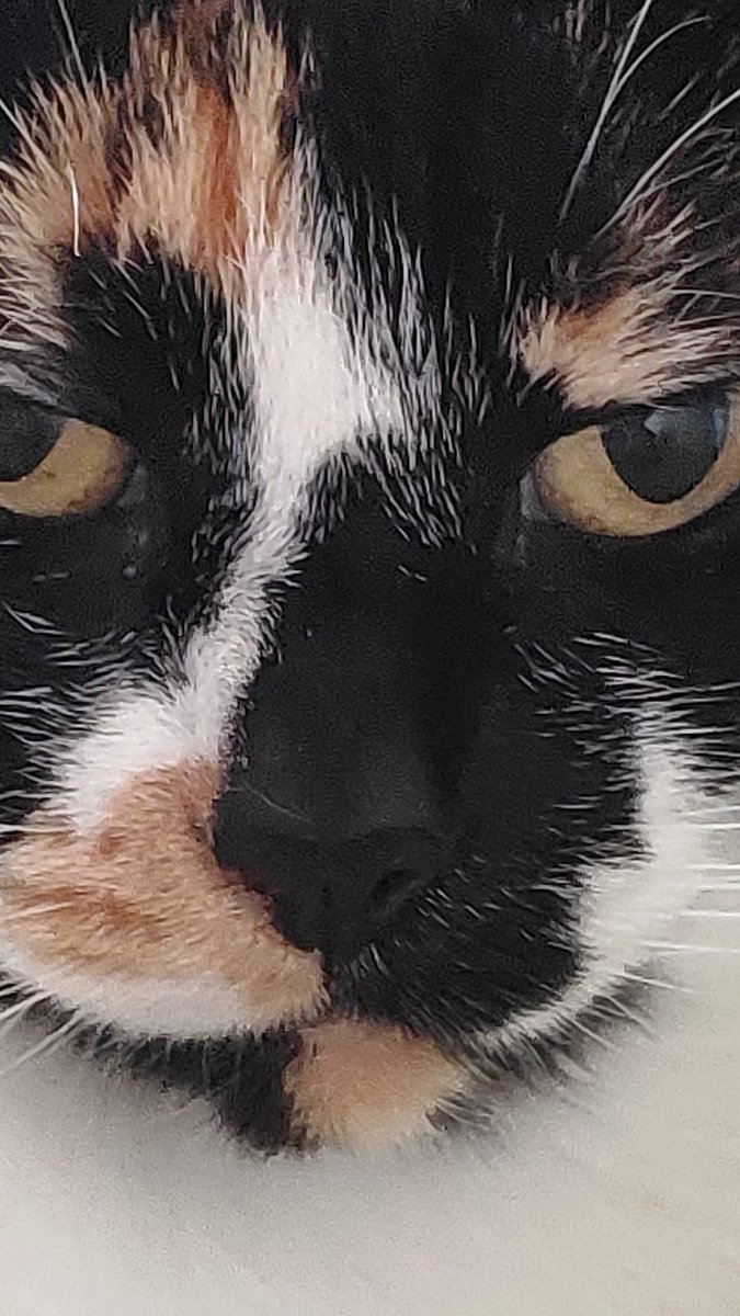 JoosephFine's tweet photo. @DiloConGatitoz Solo una súbdita más de mí vecina. Tengo el honor de servirle https://t.co/bMAD4XusHq