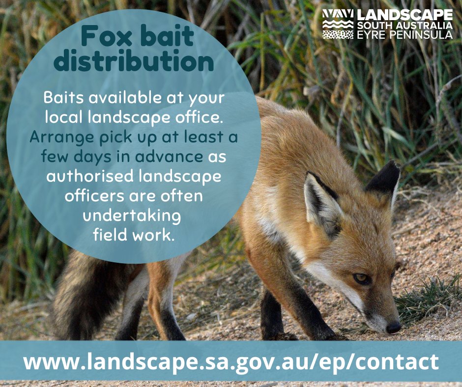 Eyre Peninsula Landscape Board (@eplandscapesa) on Twitter photo As many farmers across the region begin lambing, we’re noticing an increase in demand for fox baits. 
To arrange pick up of baits from an authorised landscape officer, please call your local office at least a few days in advance to arrange 📲landscape.sa.gov.au/ep/contact As many farmers across the region begin lambing, we’re noticing an increase in demand for fox baits. 
To arrange pick up of baits from an authorised landscape officer, please call your local office at least a few days in advance to arrange 📲landscape.sa.gov.au/ep/contact
