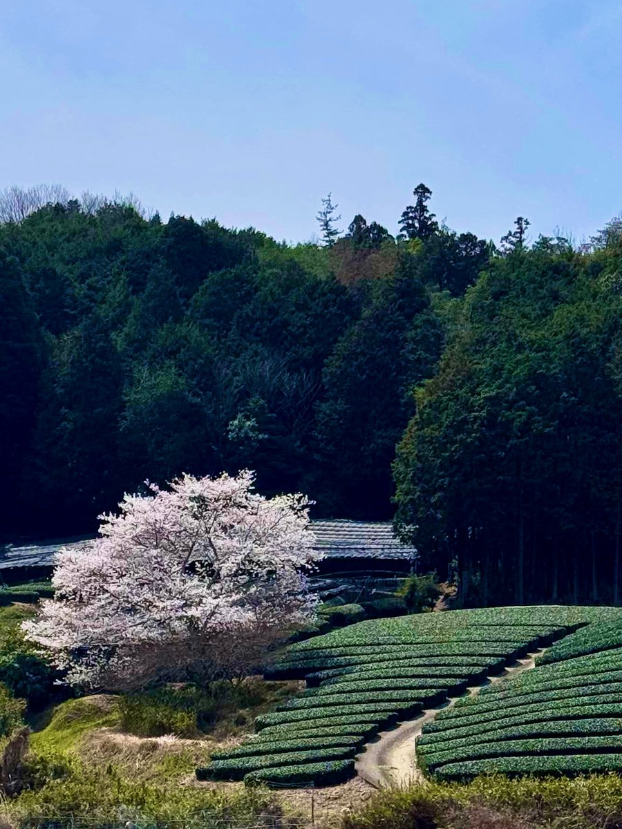 de_co_jp's tweet photo. 通りすがりの茶畑に、なんとも立派な一本桜を発見！🌸✨ 撮影の許可をいただき、貴重なショットを収めることができました📷 自然の中に佇む桜の美しさ…感動です！

#桜ドローンプロジェクト #京都の桜 #春が来た #日本の美しい風景 #ドローン映像 #sakura🌸 #CherryBlossoms https://t.co/b6fdS2EtlC