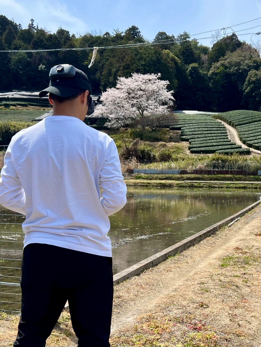 de_co_jp's tweet photo. 通りすがりの茶畑に、なんとも立派な一本桜を発見！🌸✨ 撮影の許可をいただき、貴重なショットを収めることができました📷 自然の中に佇む桜の美しさ…感動です！

#桜ドローンプロジェクト #京都の桜 #春が来た #日本の美しい風景 #ドローン映像 #sakura🌸 #CherryBlossoms https://t.co/b6fdS2EtlC