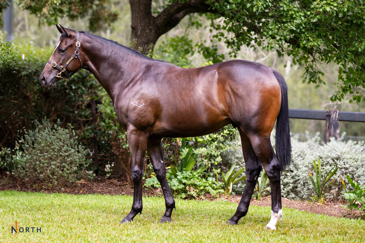 Fernie_Racing's tweet photo. Weโve added this cracking colt to our yard, by Toronado out of the American winning mare Spin Me A Kiss.
A lovely mover with a pedigree to get excited about.
Congratulations Kim & Maria on this acquisition.
PP: $300,000
#FernieRacing https://t.co/V8ra9gbY20
