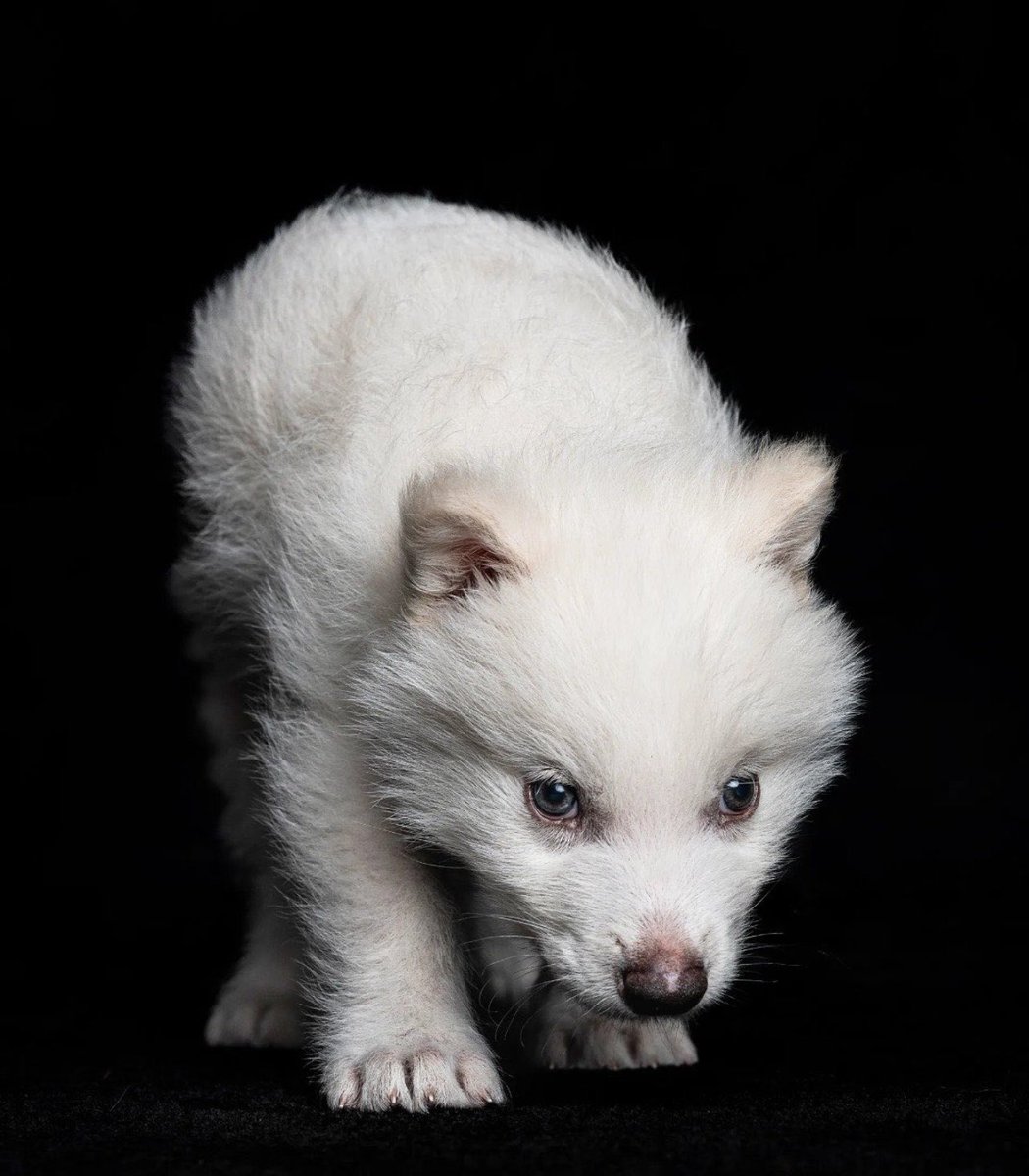 emiliasafin's tweet image. khaleesi and khaleesi 🩷🩷