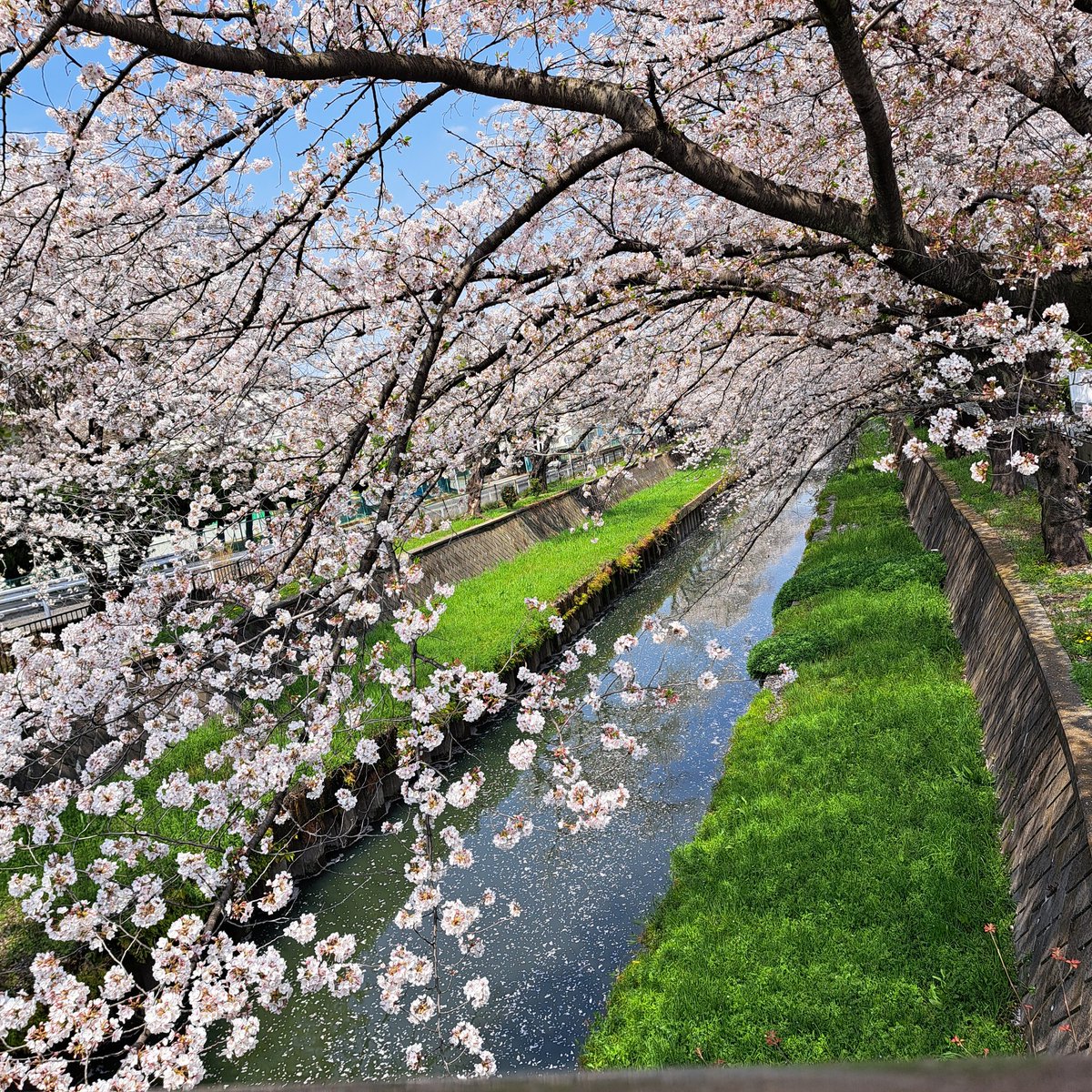 今年も見ることができて良かった職場の隣の春🌸
無事に日々平穏に暮らせていける幸せを感じます