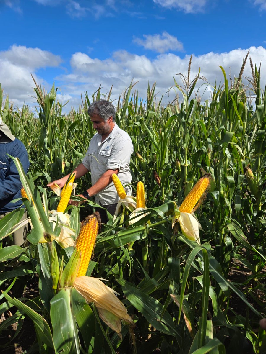 javieretcheverr's tweet photo. 🌽Laprida con híbridos ⁦@PioneerSemillas⁩ con el gran aporte de ⁦@_Saraska⁩  Yessica y Emi ⁦@juanpabloraya⁩ , Kevin para destacar 2021 E con densidad y fertilización variable de 40.000 pl. A 14.000 ⁦@gustavothiessen⁩ ⁦@hhdospierre⁩ ⁦@PecoAz⁩ https://t.co/pWeZAQgkY8