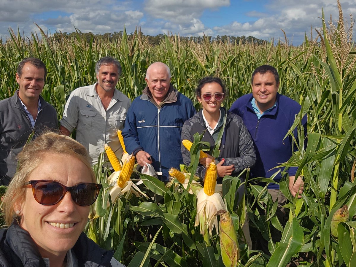 javieretcheverr's tweet photo. 🌽Laprida con híbridos ⁦@PioneerSemillas⁩ con el gran aporte de ⁦@_Saraska⁩  Yessica y Emi ⁦@juanpabloraya⁩ , Kevin para destacar 2021 E con densidad y fertilización variable de 40.000 pl. A 14.000 ⁦@gustavothiessen⁩ ⁦@hhdospierre⁩ ⁦@PecoAz⁩ https://t.co/pWeZAQgkY8