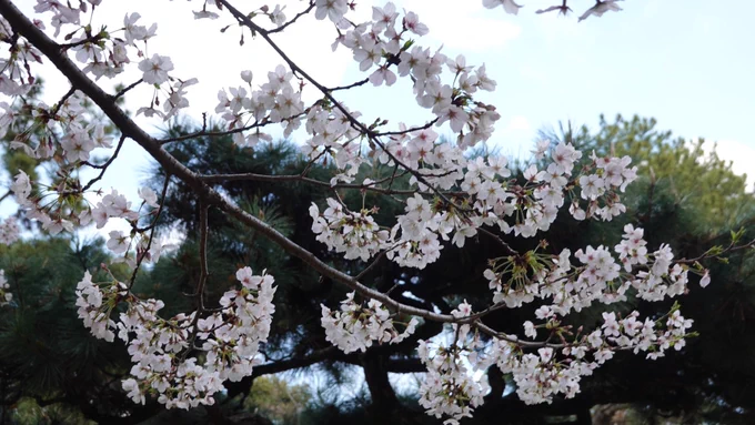 おはようございます。今日は雲ひとつない晴れ。一眼レフを持って、桜の写真を撮りに行きたいな…。こちらのお写真は鶴舞公園の桜by SONYRX100今日もよろしくお願いいたします。#桜フォトグラフ 