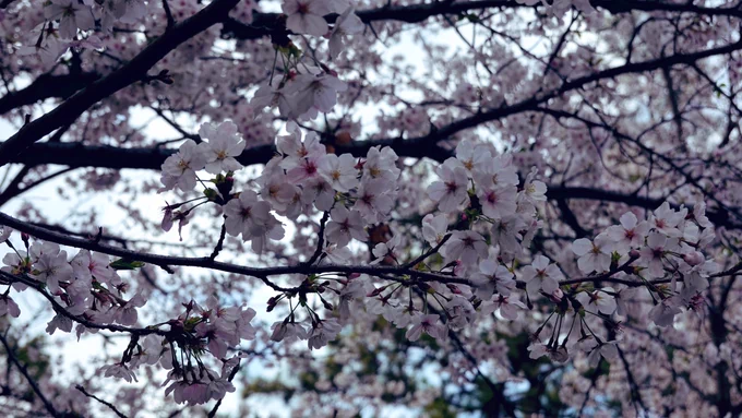 おはようございます。今日は雲ひとつない晴れ。一眼レフを持って、桜の写真を撮りに行きたいな…。こちらのお写真は鶴舞公園の桜by SONYRX100今日もよろしくお願いいたします。#桜フォトグラフ 