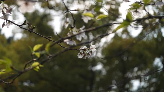 おはようございます。今日は雲ひとつない晴れ。一眼レフを持って、桜の写真を撮りに行きたいな…。こちらのお写真は鶴舞公園の桜by SONYRX100今日もよろしくお願いいたします。#桜フォトグラフ 