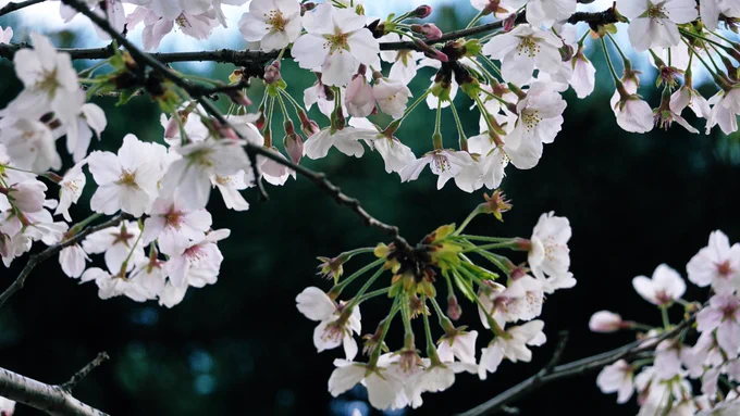 おはようございます。今日は雲ひとつない晴れ。一眼レフを持って、桜の写真を撮りに行きたいな…。こちらのお写真は鶴舞公園の桜by SONYRX100今日もよろしくお願いいたします。#桜フォトグラフ 