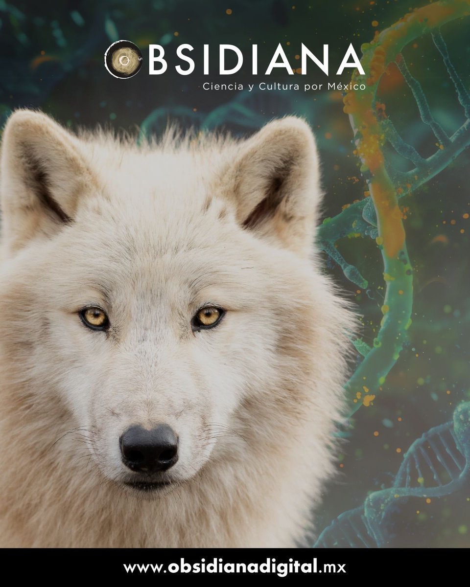 obsidiana_mex's tweet photo. 🔴¿El #LoboTerrible ha vuelto, se ha clonado el extinto Aenocyon dirus?🤔 La realidad es que no. 🤯Colossal Biosciences logró modificar genéticamente el #ADN 🧬del lobo gris, para obtener 3 crías de lobo morfológicamente parecido al lobo terrible, es decir, ¡un híbrido!🐺🐺🐺 https://t.co/C1NthRqfKx