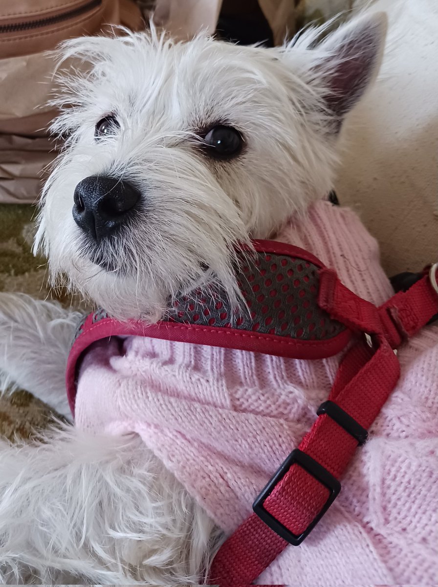 Did yu say cookie Mommie? Diz me Piper Annie Bradley ob Fort Bragg California USA