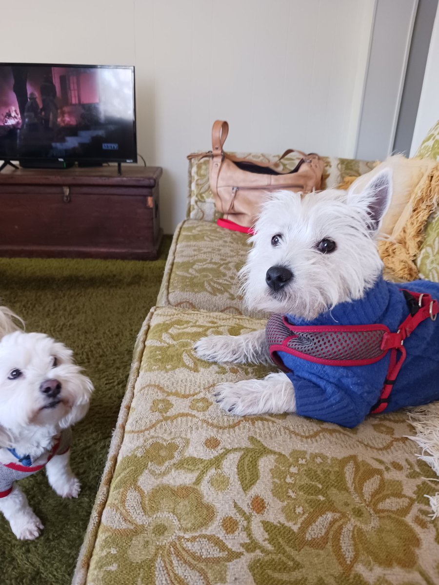 Diz my sisfur Piper Annie and bruvva Fritter Lee
