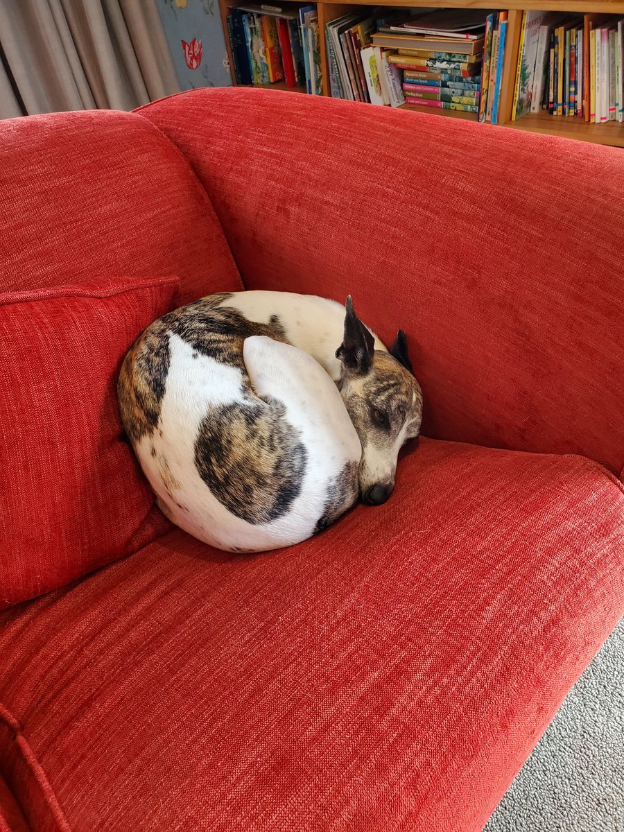 Candace the whippet tweet media