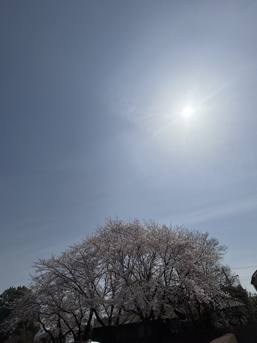 08midorin06's tweet photo. 病院行く前に
お父さん、お母さんのお墓参りに
綺麗な🌸見れてよかったー😊 https://t.co/yjstFeqz4l