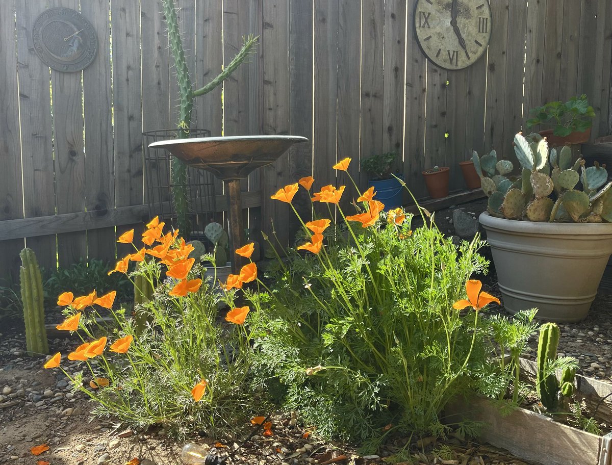 California poppies doing the California thing!