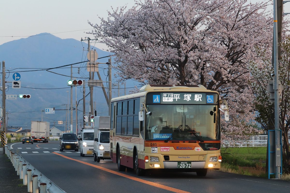 shibu_Train_BUS's tweet photo. 満開の桜を横目に早朝5:28に始発停留所を出発する「平79」を今年も撮影してきました。
ちょうど朝日が昇る頃、朝早い便ですがそこそこ利用者はいます。
来週にはもう桜も散り始めてしまうでしょうか…
#神奈中 https://t.co/3vvKUptXtk
