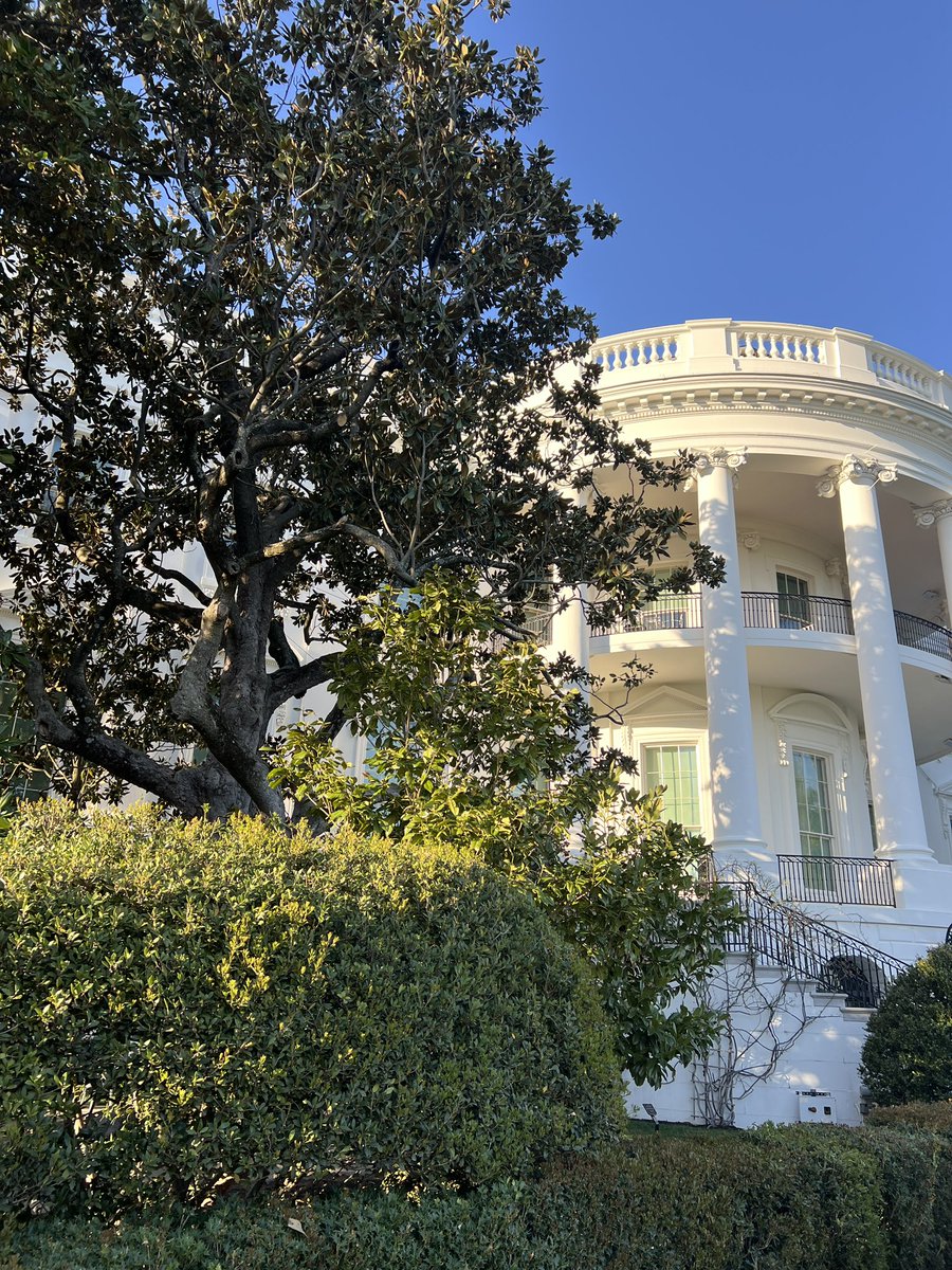 The White House press pool got its first look at the newly planted 12-year-old sapling that replaced the 200-year-old Jackson Magnolia near the South Portico.